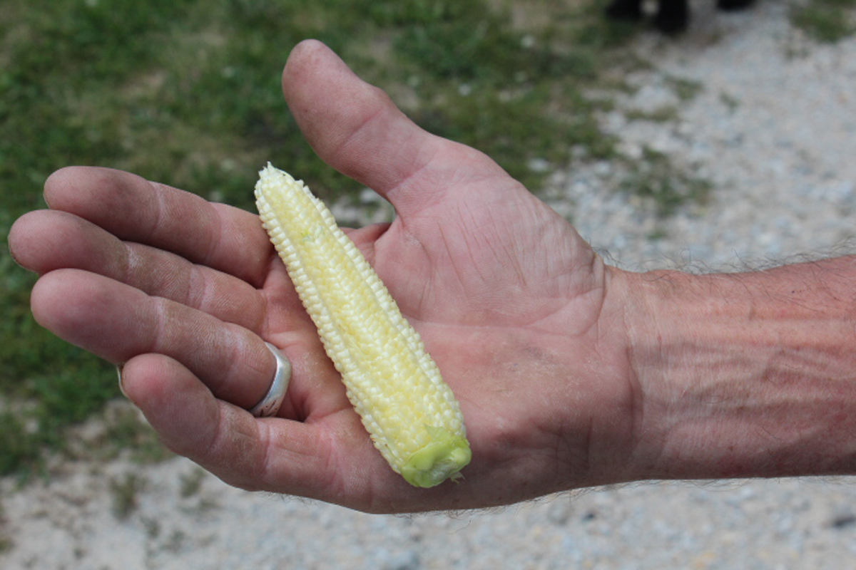 Heirloom popcorn FOUR Magazine