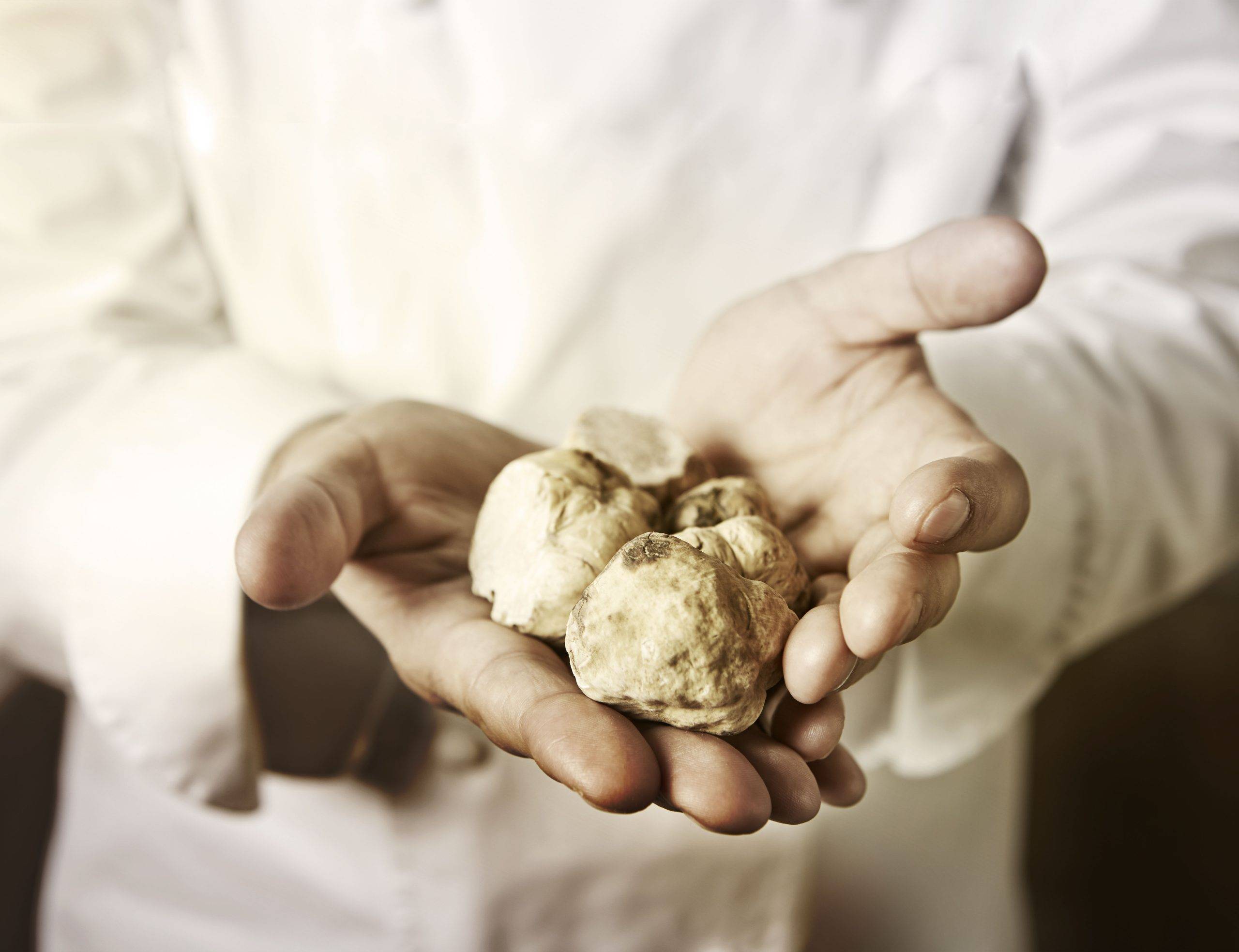 White-Truffle_Farbe_HIGH-1-scaled.jpg